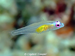 Redeye goby (Bryaninops natans). Taken at Shark's Bay wit... by Cigdem Cooper 